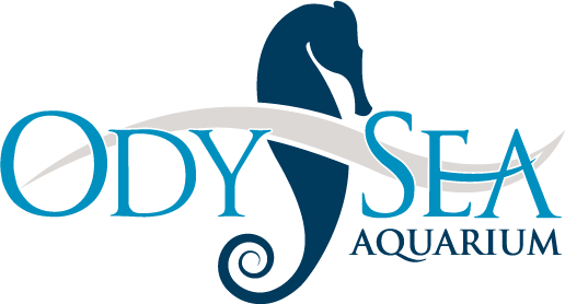 Ody Sea Aquarium